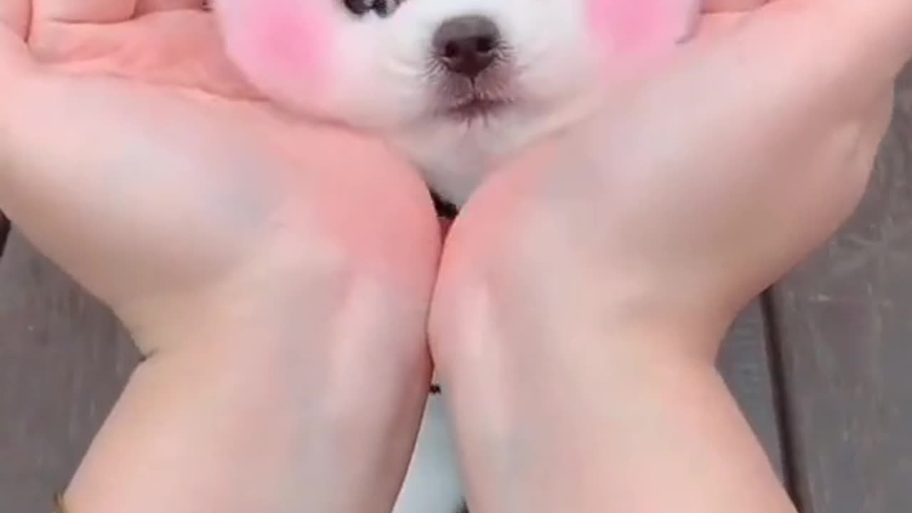 Cute pupy