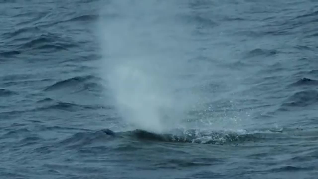 Les mammifères marins : seigneurs des abysses