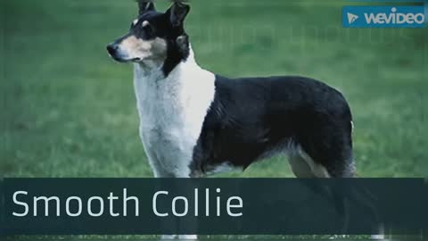Types Of Shepherd Dog2k