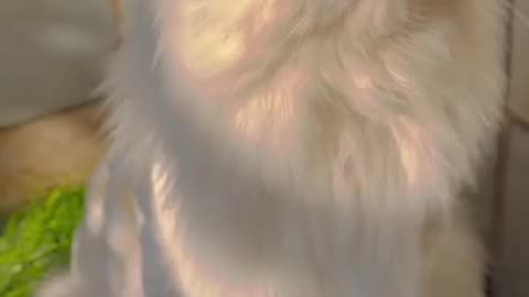 Cute and funny cat video.