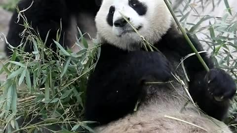 Did you come to the zoo to see the pandas