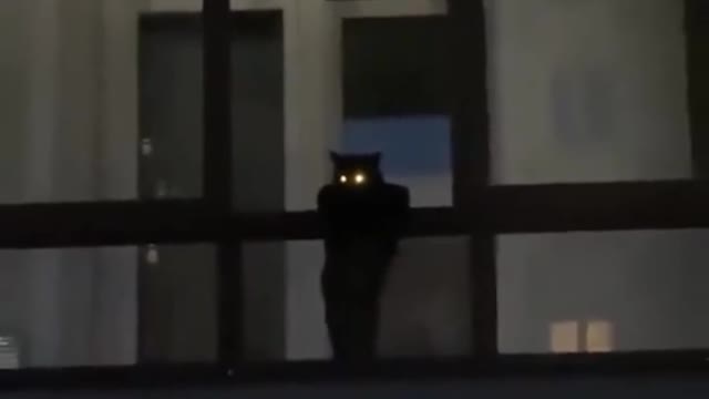 He is our nighttime houseguard