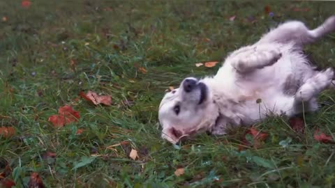 Dogvideos