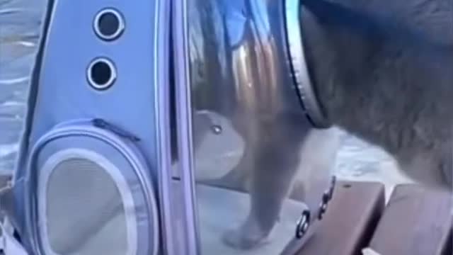 Funny and Cute Animals Shorts