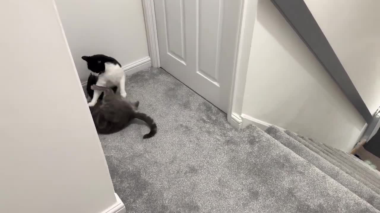 Cat Falls Down The Stairs