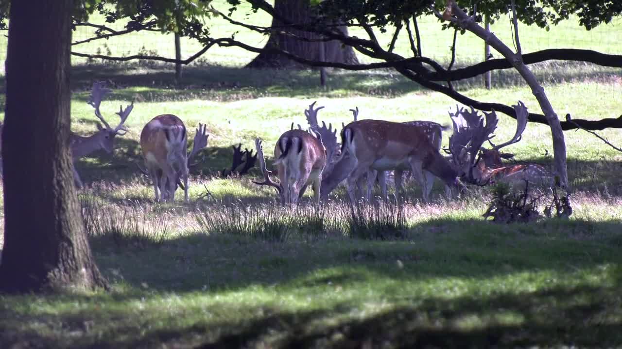 Deer Wildlife Animal Nature Stag Buck Antler