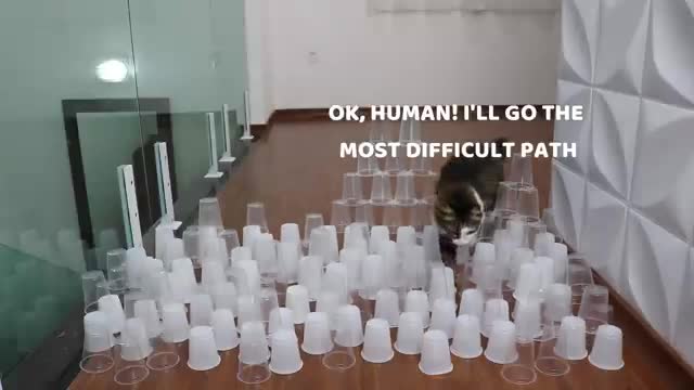 Cup obstacle challenge Cat vs Dog - funny animal #15