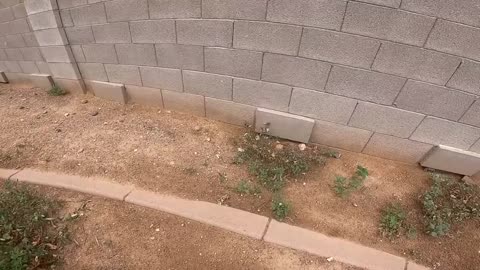 Baby Tortoises Hatching Out of the Ground-13