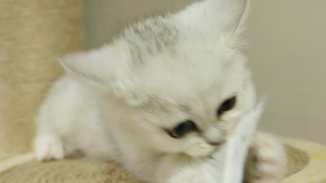 Look, a lovely cat is under the table.