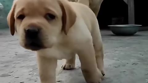 cute & funny dog -funny dog #shorts