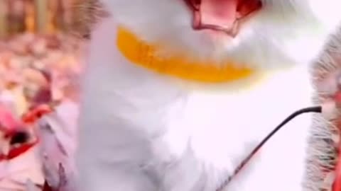 Most Satisfying Funny Cat Video