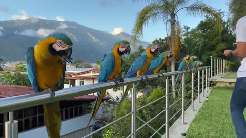 Macaws in Caracas, Venezuela