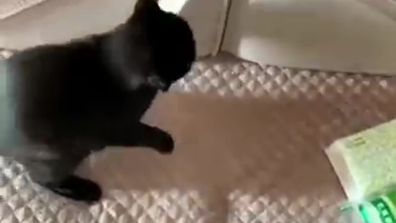 Funny animal