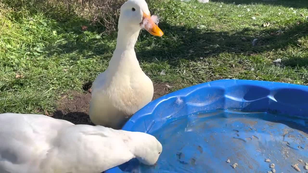 These two ducks are so cute