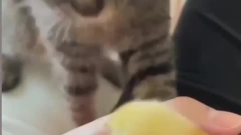 Cat funny videos