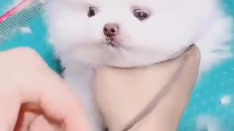 Funny animals compilation. This is the cutest dog you've ever seen 😍