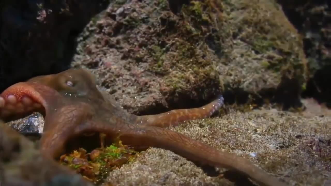 The Eagle Dies While Hunting Octopus In The Ocean