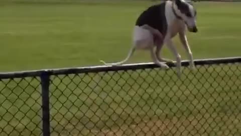 bouncy dogs