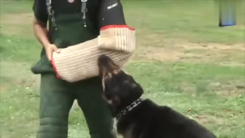 TOP 10 DANGEROUS DOGS