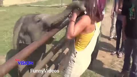 Funny Animals vs Humans video Compilation