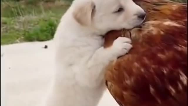 Best Funny Animal Videos 2022 😂 Funniest 🐈 And Dogs __ #Shorts