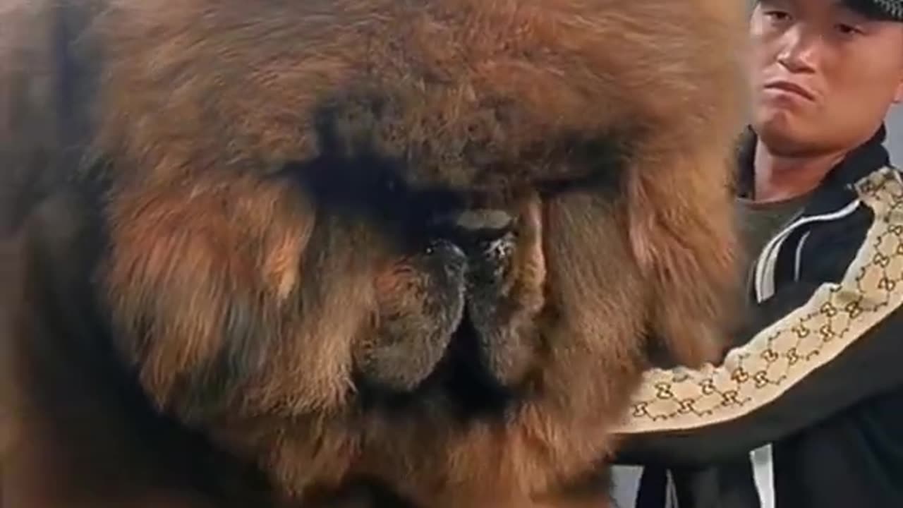 Tibetan mastiff🐶 One Of The Most Expensive Dog Breeds In The world