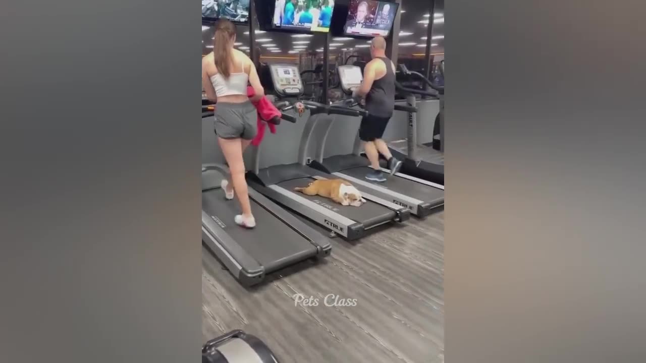 Funniest Animals 2023 π Funny Cats and Dogs Videos πΊπΆ Part 1