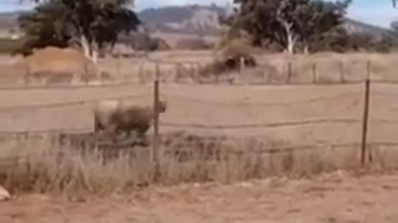 A Sheep playing with Object and forget her loneliness with joy