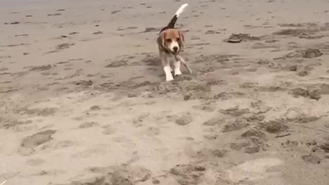 Fetch Fail