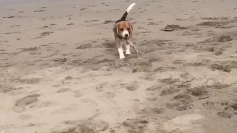 Fetch Fail