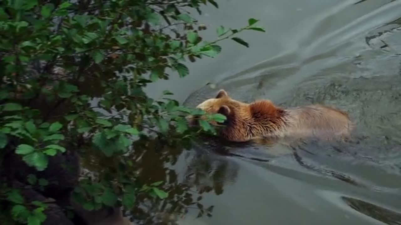Animal grup idola part11