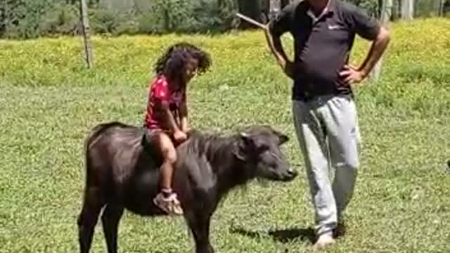 Baby buffalo new mount