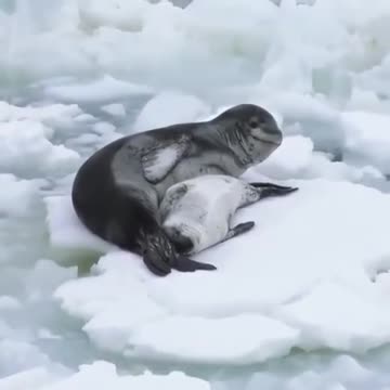 Even on ice floes they live happily