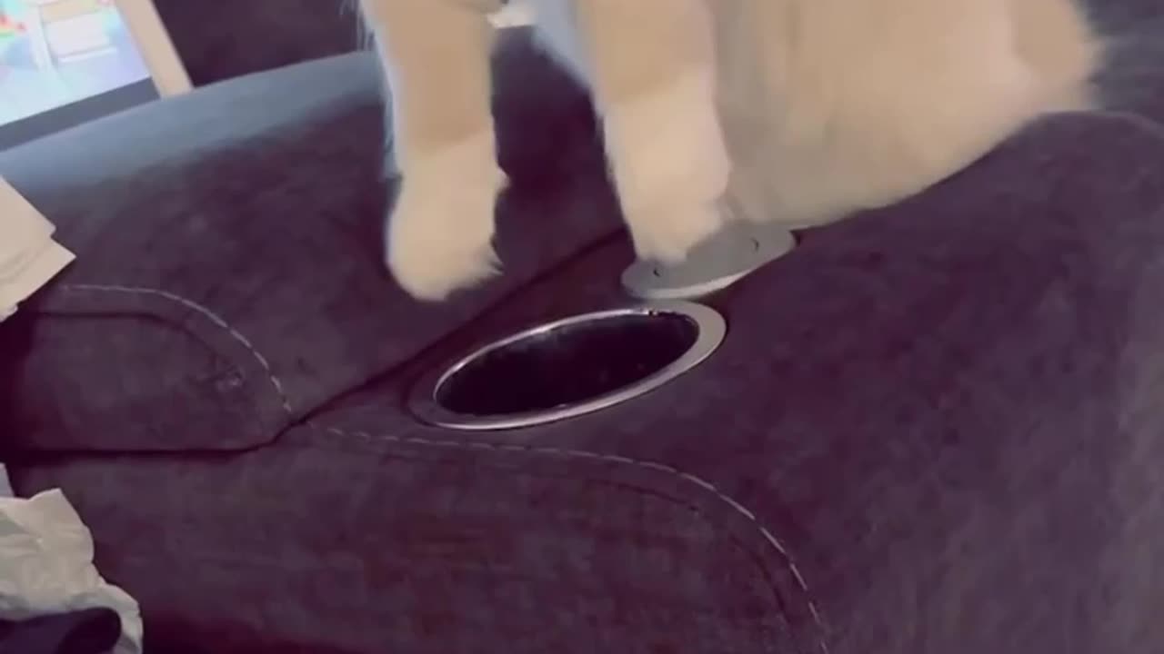 TRY NOT TO LAUGH 😆 Best Funny Videos Compilation 😂😁😆