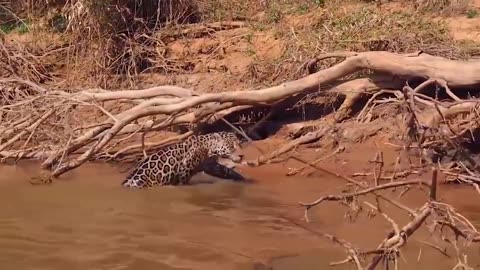 Big_Battle_In_The_Swamp!_Crocodile_vs_Leopard,_Lion_–_Who’s_King_Swamp,_Cheetah_Don’t_Escapes.(720p)