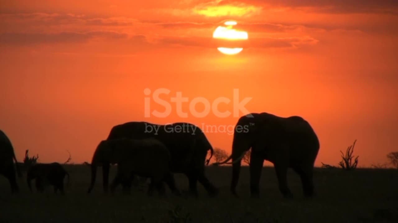 An elephant herd moving in the plains under the sunrise