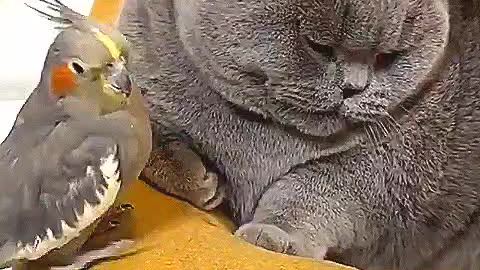 Cat 🐱and birth🐥 funny animal video 📸