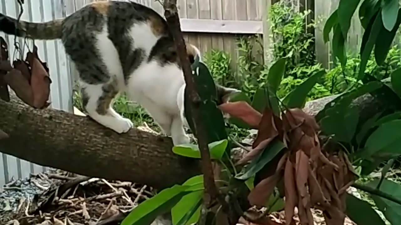 Climbing felines