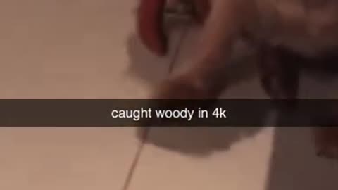 Woody Caught in 4k