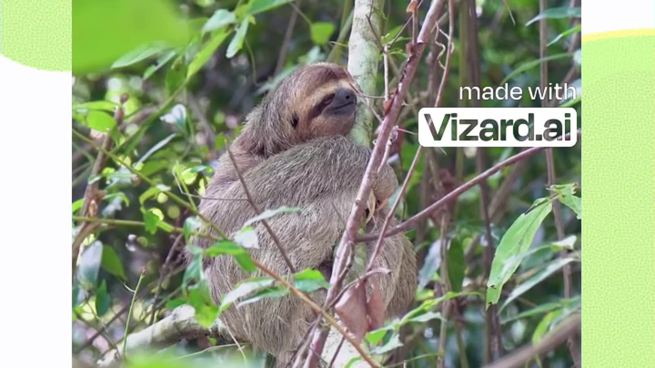 Descubra o fascinante mundo da preguiça: o mestre da camuflagem!