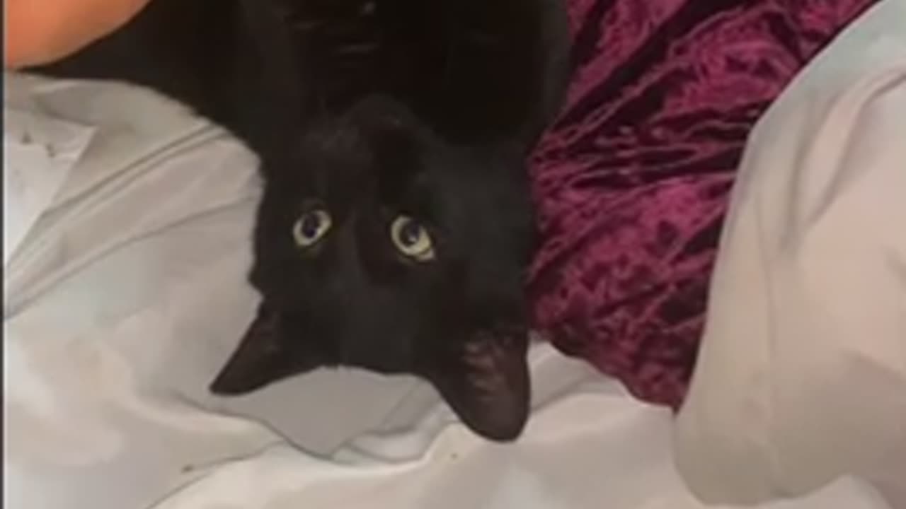 This cat is TOO CUTE 🥰💕😻