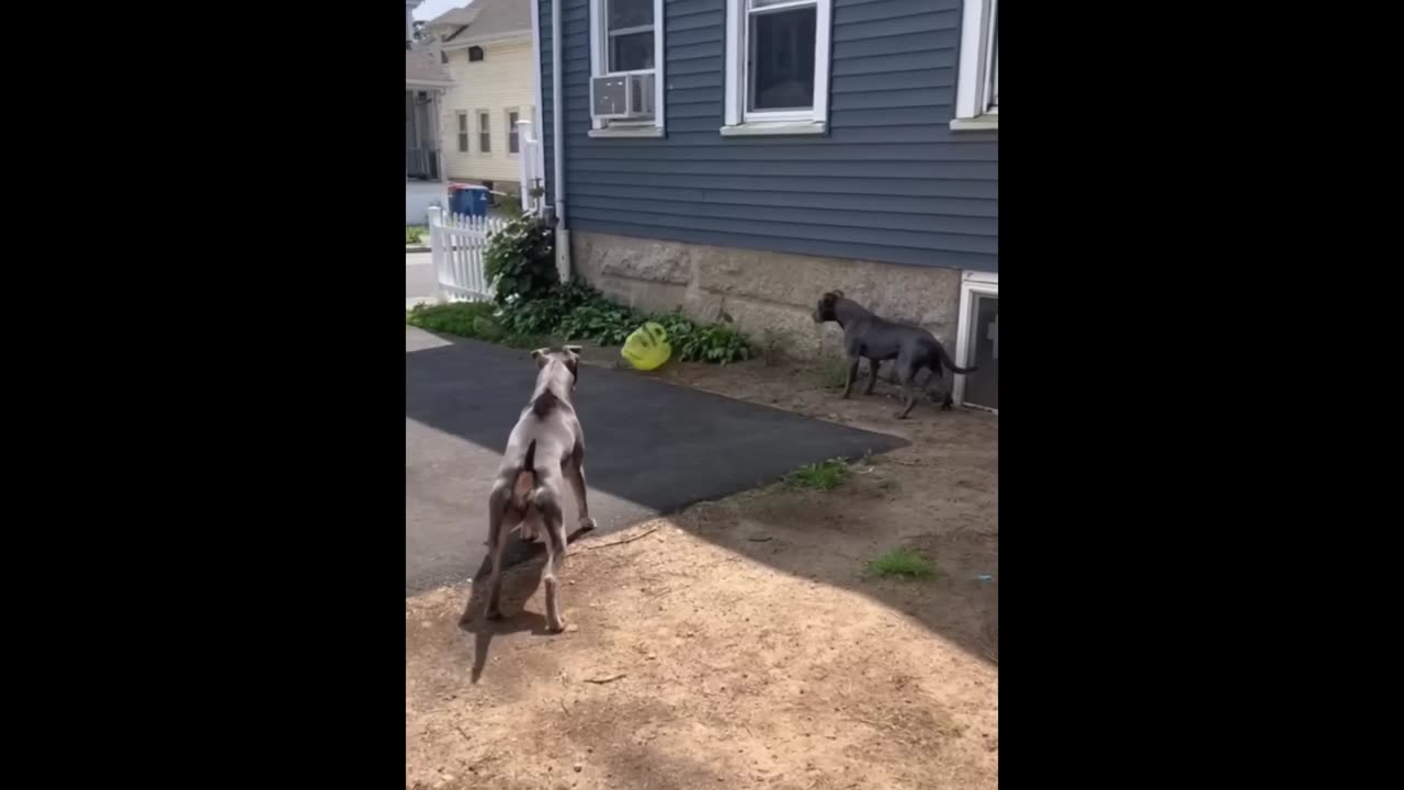 Funny animals Cats & Dogs Video