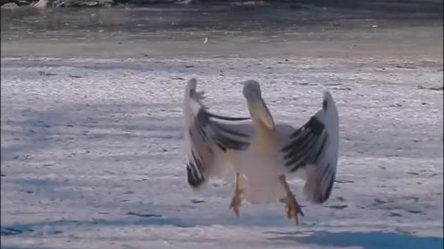 Great pelican waterfowl