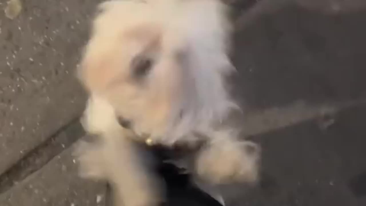 Cute puppy did not recognize her owner. #cutedogs #puppy #furrydogs #animals #reels #facebook