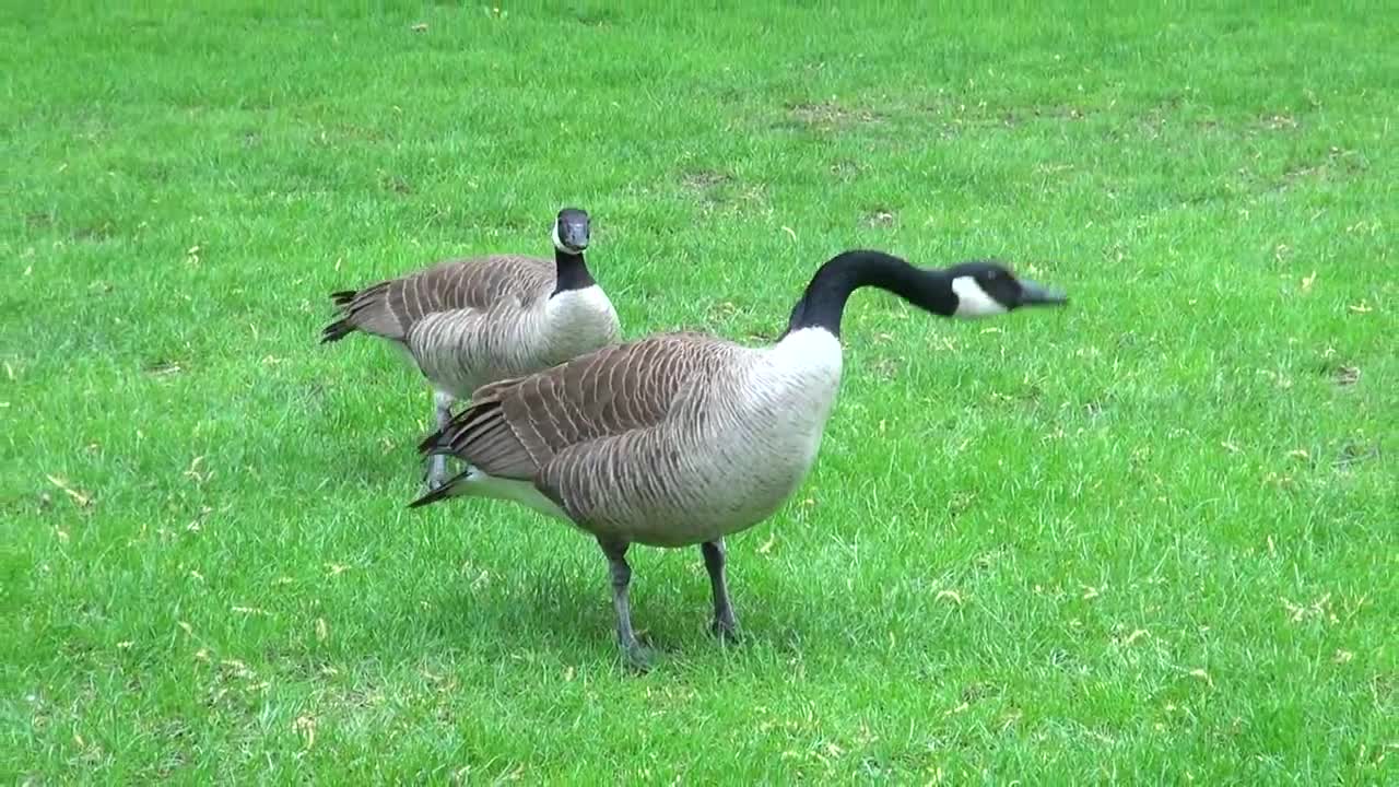 Scary Adorable Angry Geese!