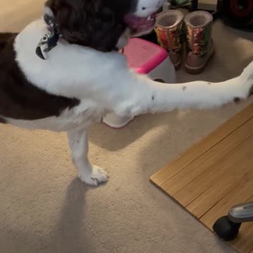 Springer Spaniel Speaking In Tongues! #shortsviral #shortsvideo #dog #springerspaniel