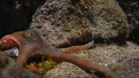 Octopus killed by eagle in ocean