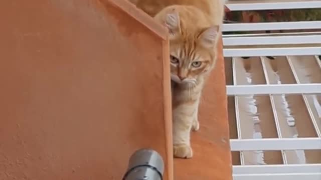 How to balance on balcony wall