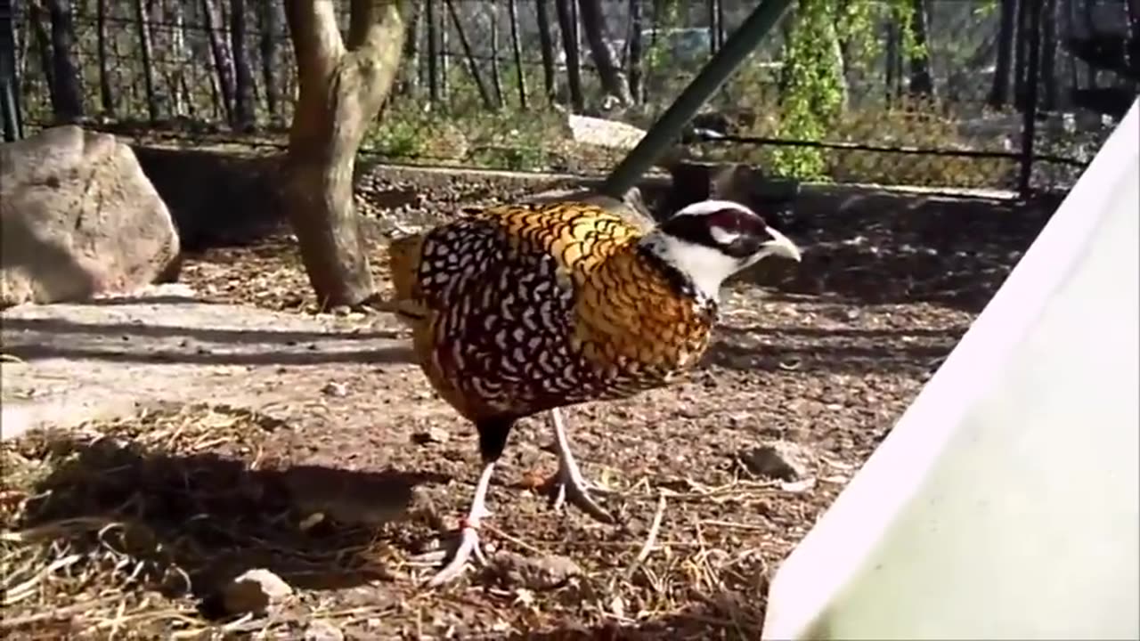 Beautiful Golden Pheasants and Wading Birds