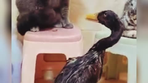 Cat and duck fighting